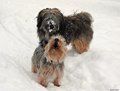 l Dezember 2010